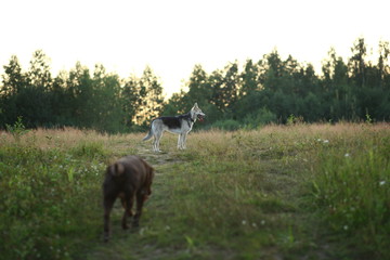 Two dogs husky and brown labrador running on green meadow and looking at camera in dusk. Forest and grass background