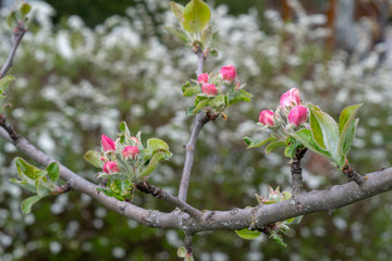 Knospen am Apfelbaum im Garten