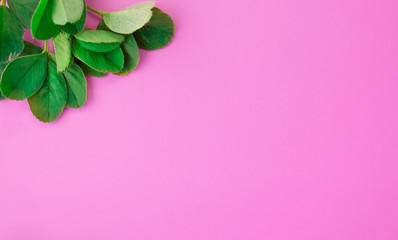 Pattern of green petals on a pink background. Flat lay, top view