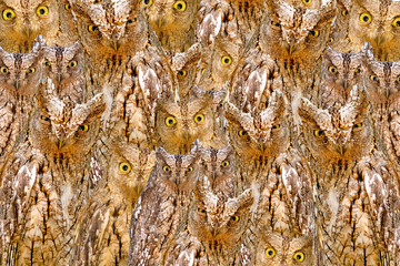 Amazing owls faces texture. Brown yellow camouflage background. Isolated birds: Eurasian Scops Owl....