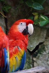 Parrots