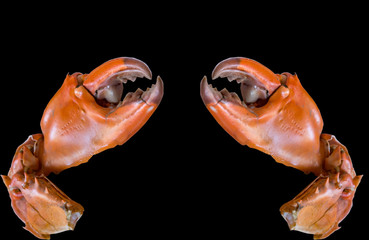 The claw separated from the white background
