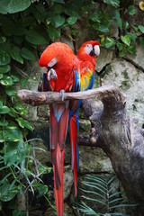 Parrots