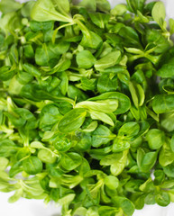 lechuga verde y fresca 