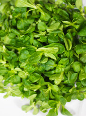 lechuga verde y fresca 