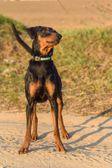 Portrait of a German Pinscher close-up.