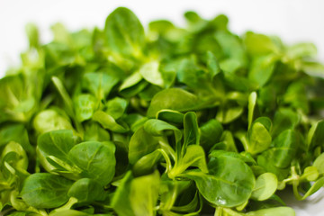 lechuga verde y fresca 