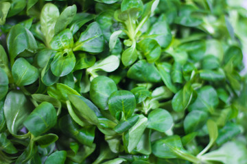 lechuga verde y fresca 