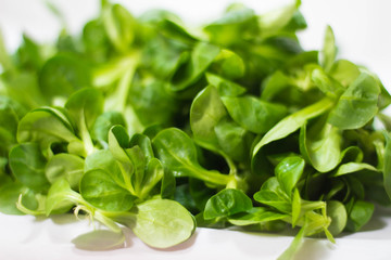 Lechuga verde en fondo blanco