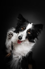 border collie dog beautiful portrait doing tricks on black background studio shooting	