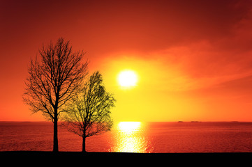Two trees in sunset landscape
