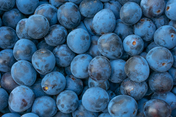 background made of blackthorn