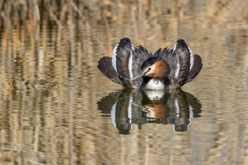 Male great crested grebe (Podiceps cristatus) displaying during mating ritual