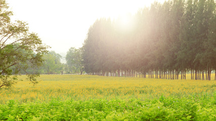 evening summer landscape with tree on the blanks of rural road