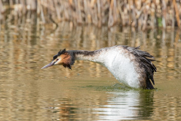 Great crested grebe (Podiceps cristatus) in breeding plumage