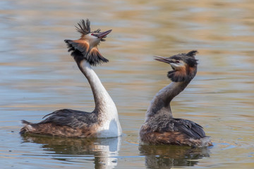 Couple great crested grebe (Podiceps cristatus) during mating ritual