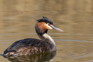 Great crested grebe (Podiceps cristatus) in breeding plumage