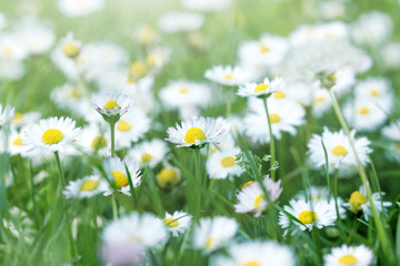 Daisy flower in meadow, spring in meadow, beautiful nature