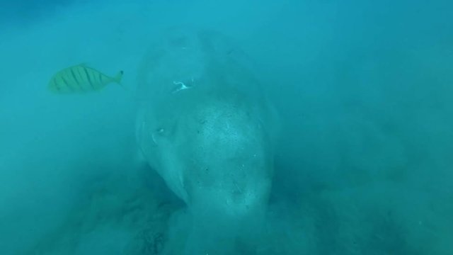 Front portrait of Sea Cow (Dugong dugon) who greedily eats sea grass at bottom raising clouds of silt, with Golden Trevally (Gnathanodon speciosus). Underwater shot, Closeup. Red Sea