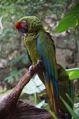 Green parrot