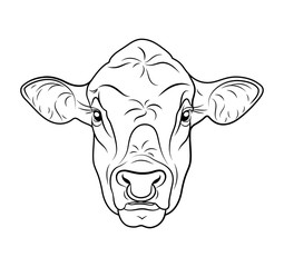 Cow calf bull’s head isolated on white background. 