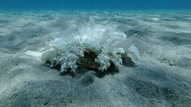 Jellyfish sits on a sandy bottom in the sunrays. Upside Down Jellyfish (Cassiopea andromeda) Underwater shot, closeup. Red Sea, Abu Dabab, Marsa Alam, Egypt, Africa
