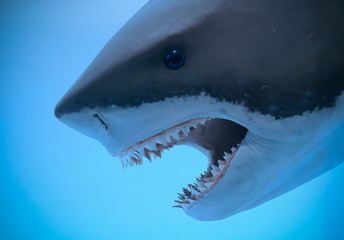 A Portrait of the Jaws of a Great White Shark - 261530841