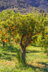 Orangenbaum in Soller auf Mallorca