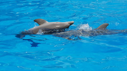 Spielende Freunde © djenev