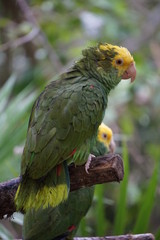 Green parrot