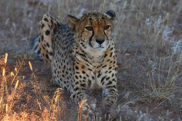 Gepard (Acinonyx jubatus)