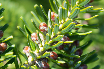 the beginning of spring, nature