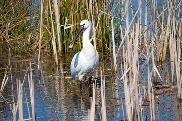 Eurasian Spoonbill in marshes the Weerribben the Netherlands.