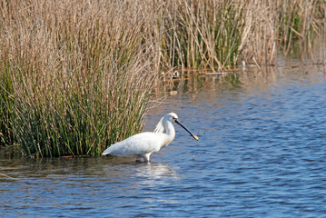 Eurasian Spoonbill in marshes the Weerribben the Netherlands.