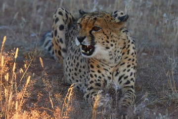 Gepard (Acinonyx jubatus)