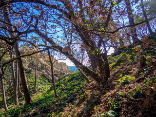 【伊豆半島ジオパーク】春の黄金崎【松林】