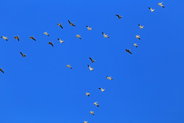 Snow Geese against Clear Blue Sky over Rice Fields of Arkansas