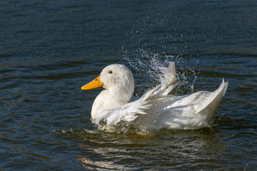 White Aylesbury duck (also known as Pekin or Long Island Duck) preening feathers and splashing water