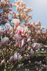 Blooming magnolia at sunset. Beautiful spring flowers