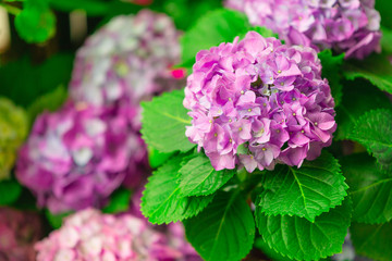 Hydrangea or hortensia flower, blooming in spring and summer.