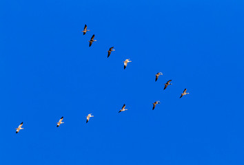 Migrating Snow Geese in typical V-formation against blue sky over rice fields of Arkansas.
