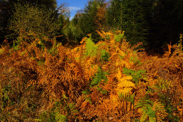 buntes verdorrendes Farnkraut im Herbstwald