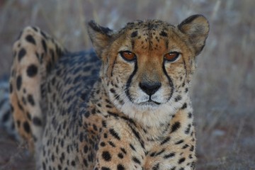 Gepard (Acinonyx jubatus) © anni94