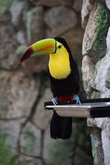 Toucan