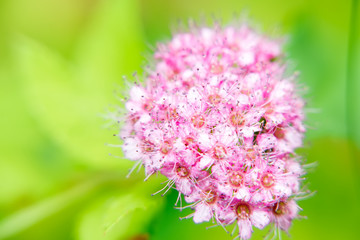 Macro photo of a pink flower