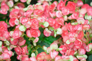 Begonia flowers texture full blooming in garden,Begonia tuberhybrida