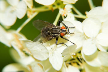 Little fly sits on a white flower. Macro photography