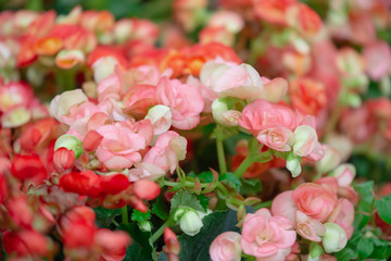 Fototapeta premium Begonia flowers texture full blooming in garden,Begonia tuberhybrida