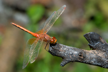 Brown dragonfly sits on a dry branch