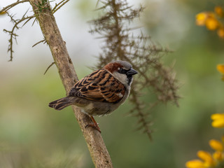 Male House Sparrow, Passer domesticus